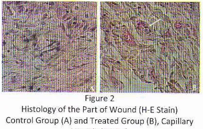 Figure recovery ogyofthe PartofWo!nd weight was 2faster when compared with(H EStain)control mice, as indicated by wound cosure faster,