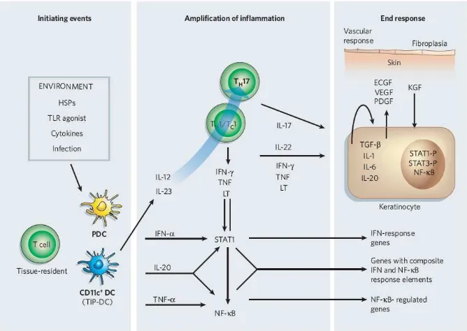 Gambar 2.2 Aktivasi jalur sinyal STATs dan NF-κB oleh sitokin pada Psoriasis (Lowes dkk., 2007)