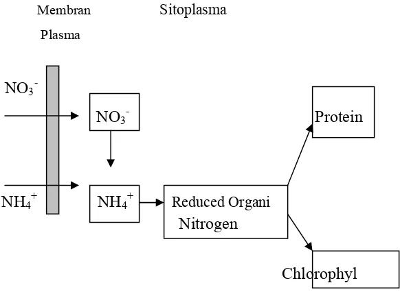 Gambar 5.   Asimilasi Nitrat Oleh Alga Hijau (Chlorella sp) 