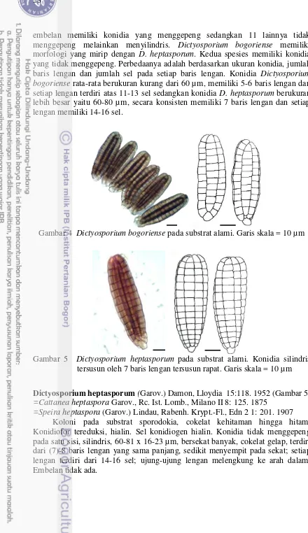 Gambar 4  Dictyosporium bogoriense pada substrat alami. Garis skala = 10 µm 