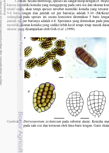 Gambar 7  Dictyosporium zeylanicum pada substrat alami. Konidia menggepeng 