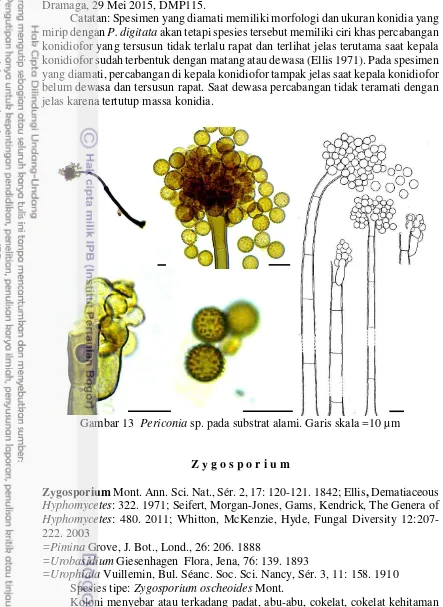 Gambar 13  Periconia sp. pada substrat alami. Garis skala =10 µm 