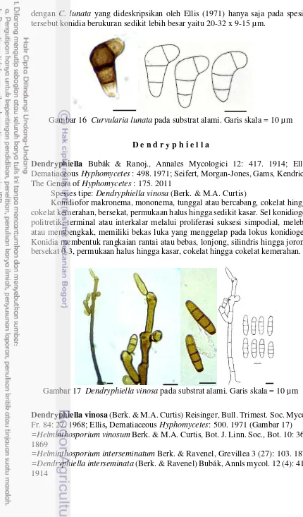 Gambar 16  Curvularia lunata pada substrat alami. Garis skala = 10 µm 