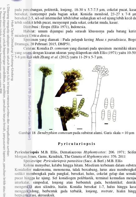 Gambar 18  Dendryphion comosum pada substrat alami. Garis skala = 10 µm 
