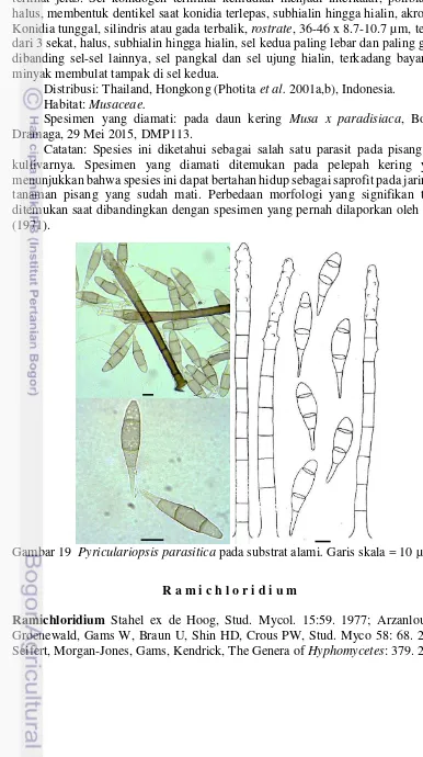 Gambar 19  Pyriculariopsis parasitica pada substrat alami. Garis skala = 10 µm 