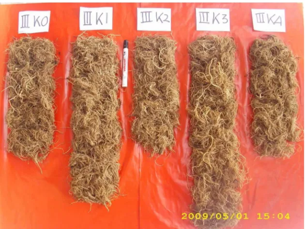 Gambar 5. Perbandingan Akar Tanaman Pegagan (Centella asiatica (L.)Urban)  Panen 6 BST pada Berbagai Perlakuan