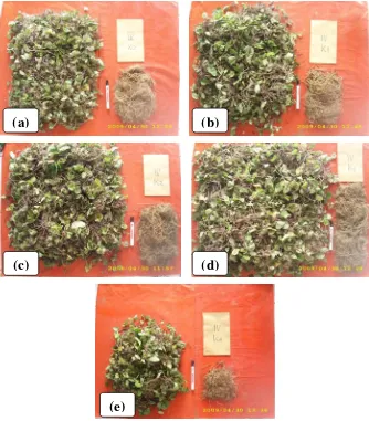 Gambar 6. Perbandingan Biomasa Tanaman Pegagan (Centella asiatica (L.)Urban) Panen 6 BST: (a) 0, (b) 66 (c) 132, (d) 198, dan (e) 264 K2O(kg/ha)