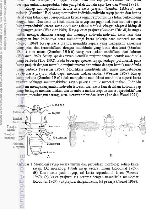 Gambar 1 Morfologi rayap secara umum dan perbedaan morfologi setiap kasta rayap. (A) morfologi tubuh rayap secara umum (Roonwal 1969),         (B) Kasta-kasta pada rayap; (a) kasta reproduktif: laron (Weener 1969), (b) kasta prajurit; (i) prajurit dengan m