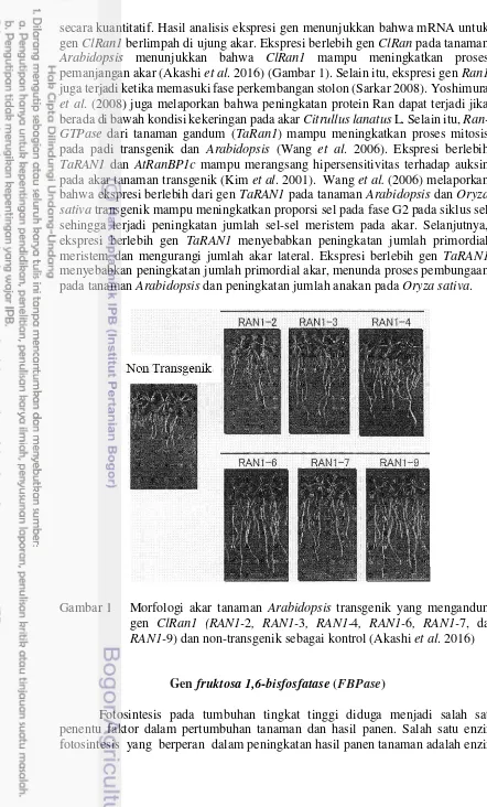 Gambar 1 Morfologi akar tanaman Arabidopsis transgenik yang mengandung 