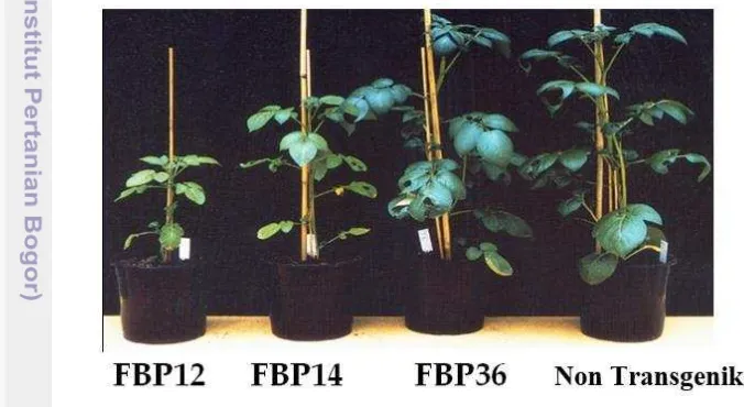 Gambar 2 Morfologi tanaman kentang transgenik yang ekspresi gen FBPase  nya 