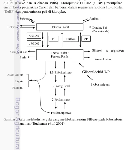 Gambar 3 Jalur metabolisme gula yang melibatkan enzim FBPase pada fotosintesis    