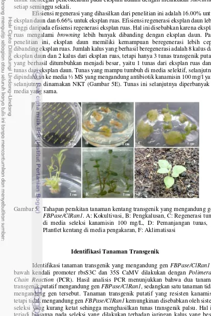 Gambar 5 Tahapan perakitan tanaman kentang transgenik yang mengandung gen 