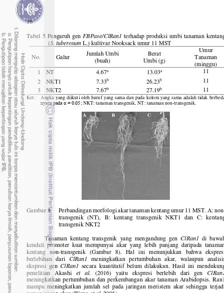 Tabel 5 Pengaruh gen FBPase/ClRan1 terhadap produksi umbi tanaman kentang 