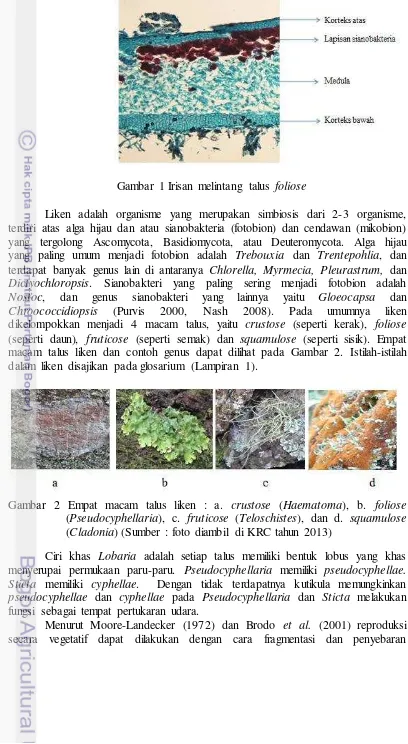 Gambar 2 Empat macam talus liken : a. crustose (Haematoma), b. foliose 