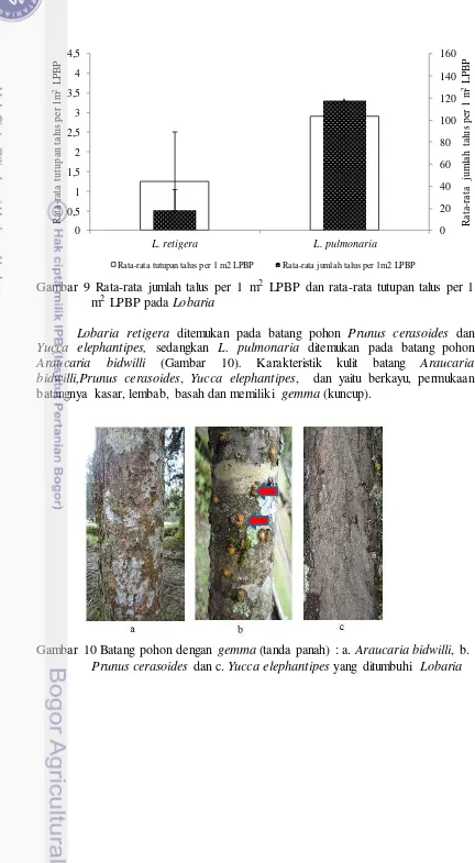 Gambar 9 Rata-rata jumlah talus per 1 m2 LPBP dan rata-rata tutupan talus per 1 