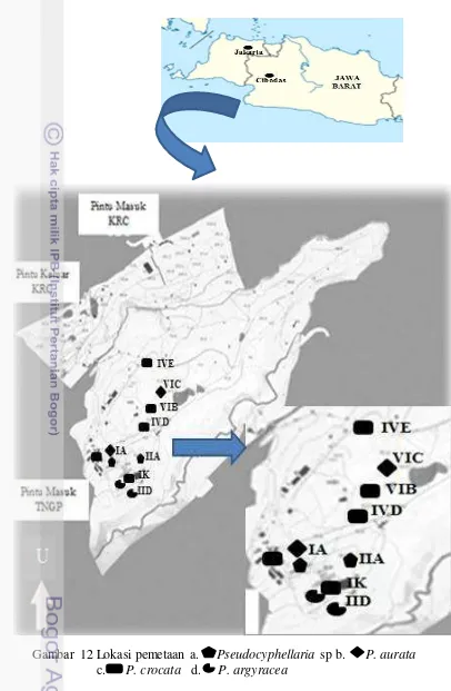 Gambar 12 Lokasi pemetaan a.     Pseudocyphellaria sp b.      P. aurata      