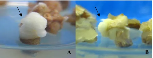 Gambar 9. Embrio Somatik Fase Globular. A. Pada 10 MST, B. Pada 23 MST,  
