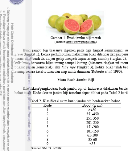 Gambar 1  Buah jambu biji merah 