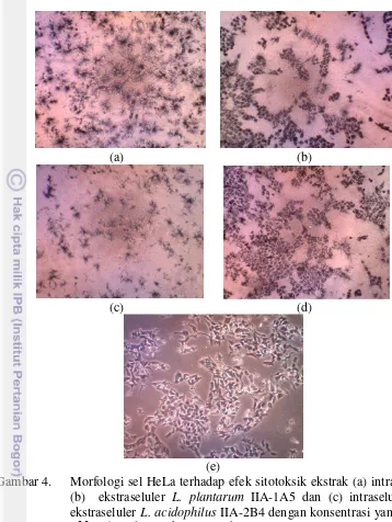 Gambar 4.   Morfologi sel HeLa terhadap efek sitotoksik ekstrak (a) intraseluler 