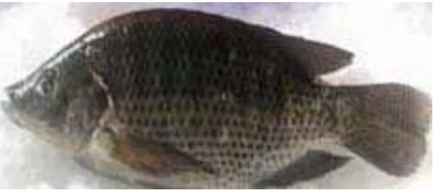 Gambar 1.  Ikan nila (Oreochromis niloticus) (Globefish 2009) 