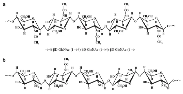 Gambar 2. Struktur kimia (a) chitin dan (b) chitosan (Prashanth dan Tharanathan 2007) 