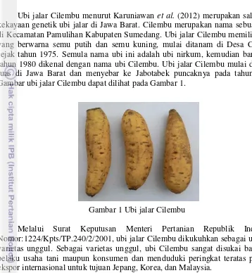 Gambar ubi jalar Cilembu dapat dilihat pada Gambar 1.  