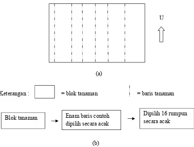 Gambar 4. (a) Penentuan Enam Baris Tanaman Secara Acak (b) Pengambilan Contoh Dalam Blok