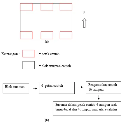 Gambar 5. (a) Penentuan Enam Petak Contoh (b) Teknik Pengambilan Contoh 