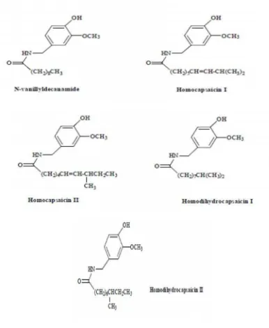 Gambar 2. Senyawa kimia Capsicum annuum L.