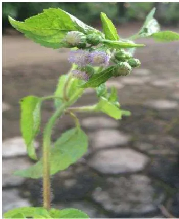 Gambar 3. Babandotan (Ageratum conyzoides)