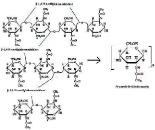 Gambar 3. Reaksi pembebasan unit-unit diasetilkitobiose oleh enzimeksokitinase