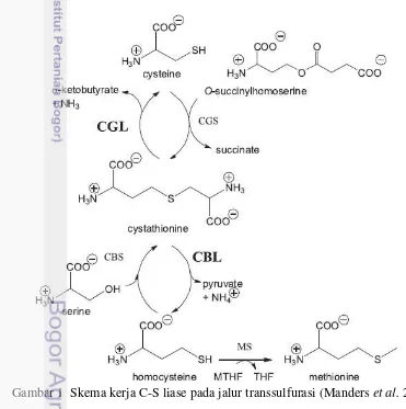 Gambar 1  Skema kerja C-S liase pada jalur transsulfurasi (Manders  et al. 2013) 