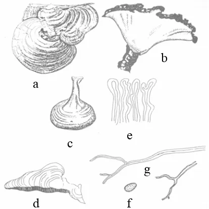 Gambar 5  Ganoderma                  a, b dan c. permukaan bagian atas basidiocarp  sp  (Hood 2006) G