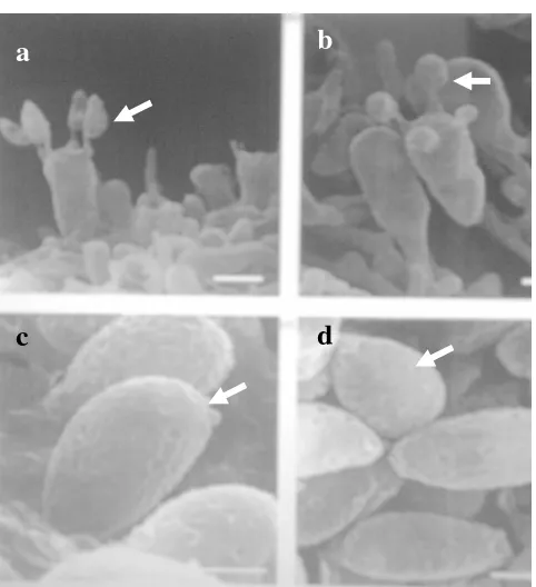 Gambar 6 Basidiospora  dan basidium Ganoderma lucidum (Seo & Kirk 2000)                   a dan b