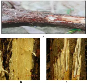 Gambar 7 Indikasi serangan Ganoderma dan Phellinus pada A. mangium  