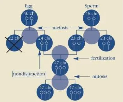 Gambar 1  Pembelahan sel normal (NDSS 2012)   