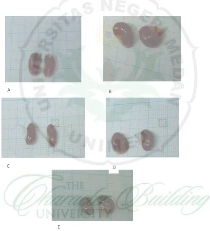Gambar 1.    Gambaran makroskopis ginjal, A. Kelompok (P0), B. Kelompok (P1) C. Kelompok (P2), D