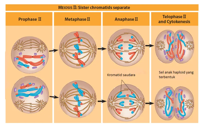 Gambar 11. Pemisahan kromosom homolog pada tahap meiosis I(Sumber: Cambell. 2011)