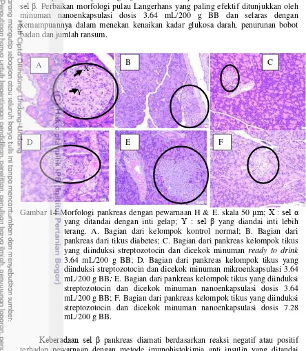 Gambar 14 Morfologi pankreas dengan pewarnaan H & E. skala 50 μm; X : sel α 