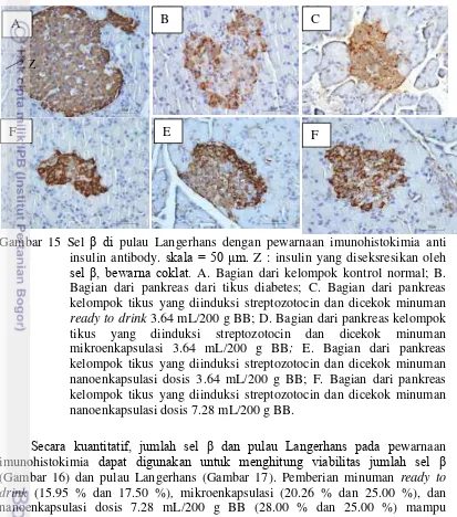 Gambar 15 Sel β di pulau Langerhans dengan pewarnaan imunohistokimia anti insulin antibody