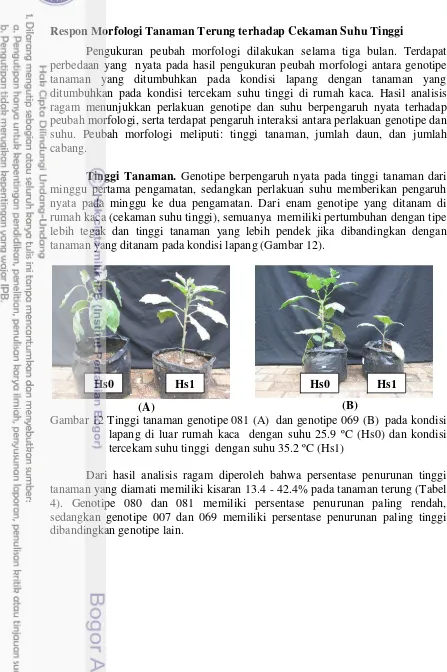 Gambar 12 Tinggi tanaman genotipe 081 (A)  dan genotipe 069 (B)  pada kondisi 