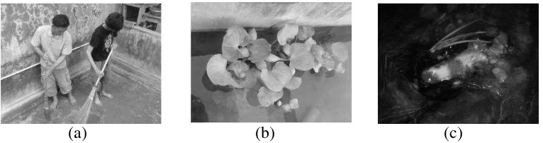 Gambar 1. (a) Persiapan wadah, (b) Eceng gondok sebagai substrat  penempel telur, (c) Induk koi yang sedang memijah 
