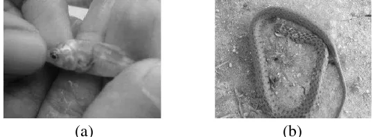Gambar 4. (a) Ikan koi yang terkena Lernea, (b) Ular sawah sebagai predator 
