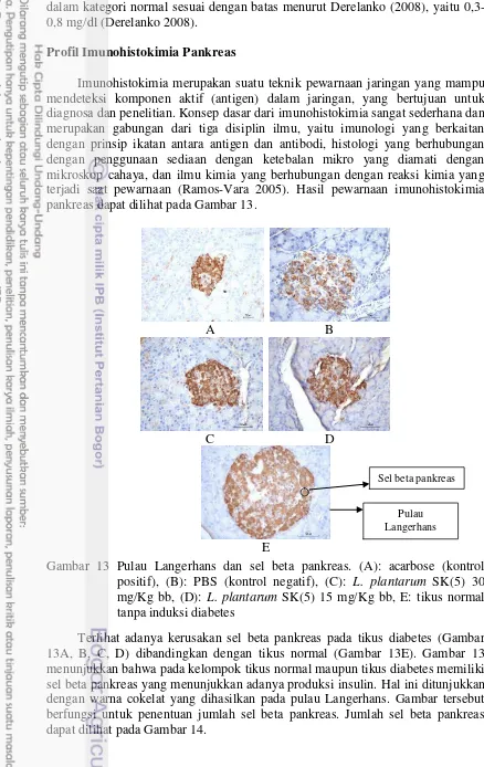 Gambar 13 Pulau Langerhans dan sel beta pankreas. (A): acarbose (kontrol 