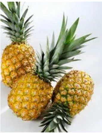 Gambar 1. Nanas (Ananas comosus (L) Merr) (Dalimartha, 2001)