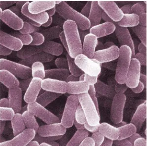 Gambar 2. Bentuk Sel Lactobacillus casei (Speck, 1978)