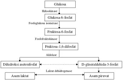 Gambar 3. Proses glikolisis pada daging ikan (Eskin 1990) 