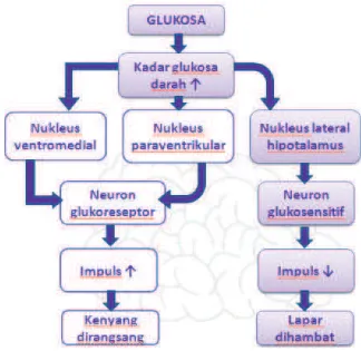 Gambar 1.5 Mekanisme glukosa dalam menginduksi rasa kenyang (Guyton & Hall, 2008) 