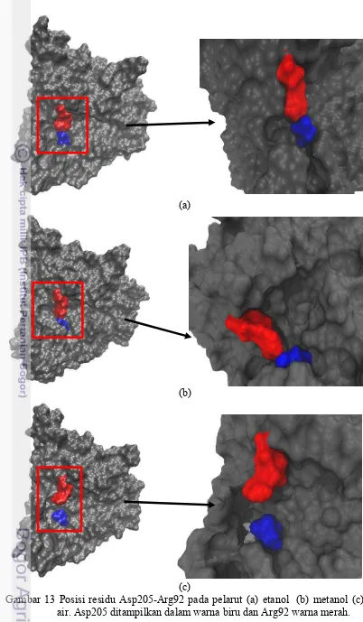 Gambar 13 Posisi residu Asp205-Arg92 pada pelarut (a) etanol  (b) metanol (c) 