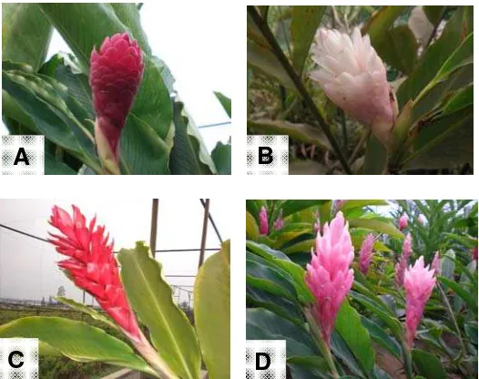 Gambar 1. Genus Alpinia: A). A. purpurata “Kusuma”,                                      B)